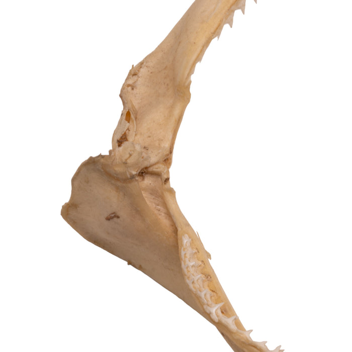 Real Silky Shark Jaw (9")