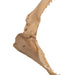 Real Silky Shark Jaw (9")