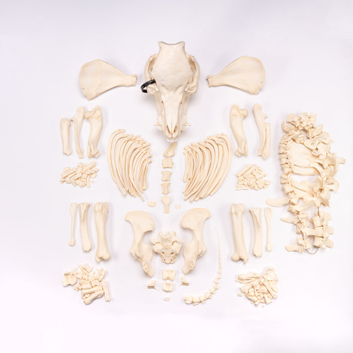 Real Pot-bellied Pig Skeleton - Disarticulated