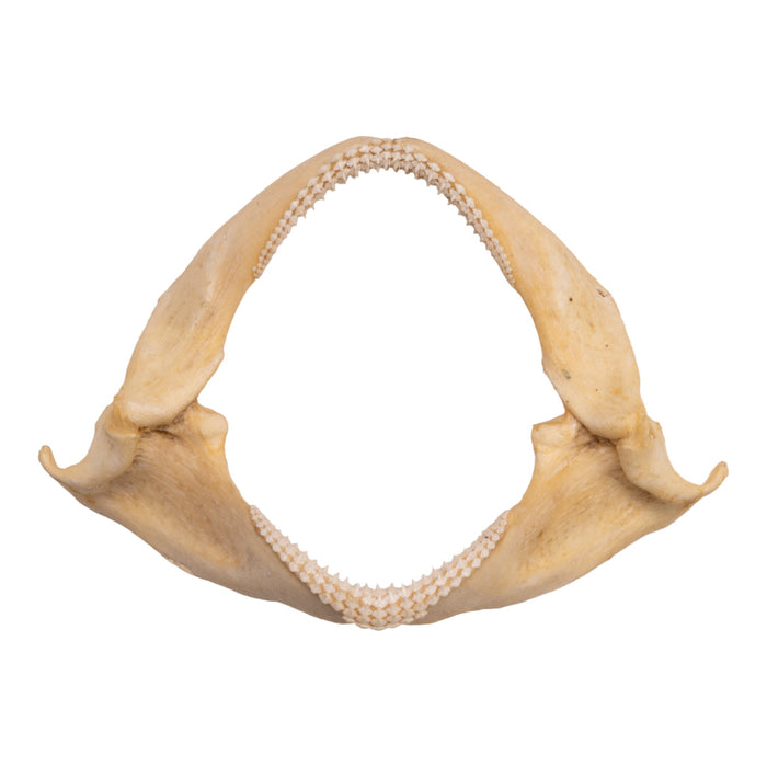 Replica Great White Shark Tooth For Sale — Skulls Unlimited