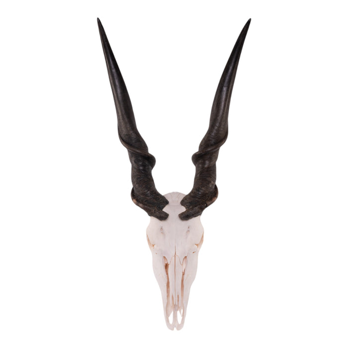 Real Eland Skull