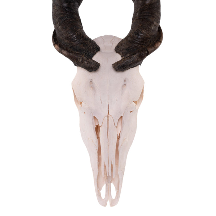 Real Eland Skull