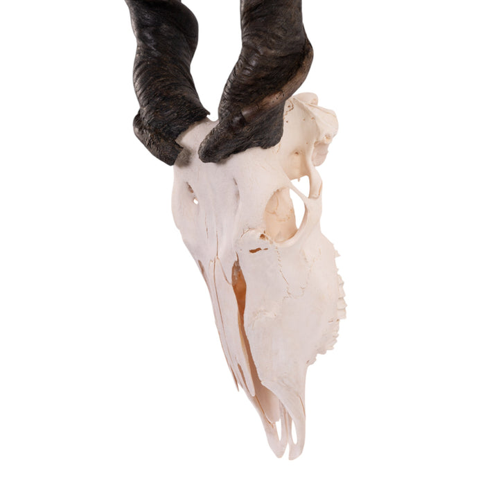 Real Eland Skull