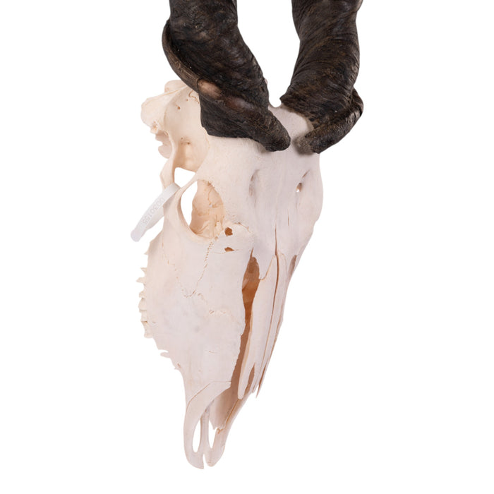 Real Eland Skull