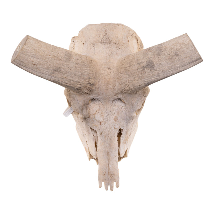 Real Kudu Skull - Damaged