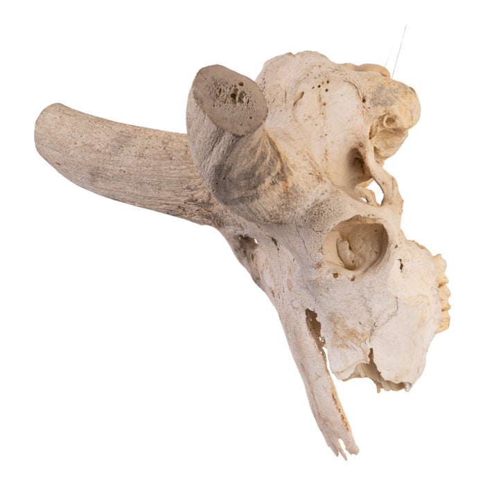 Real Kudu Skull - Damaged