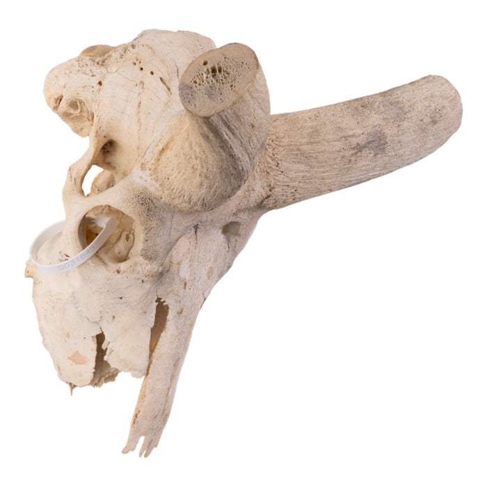 Real Kudu Skull - Damaged