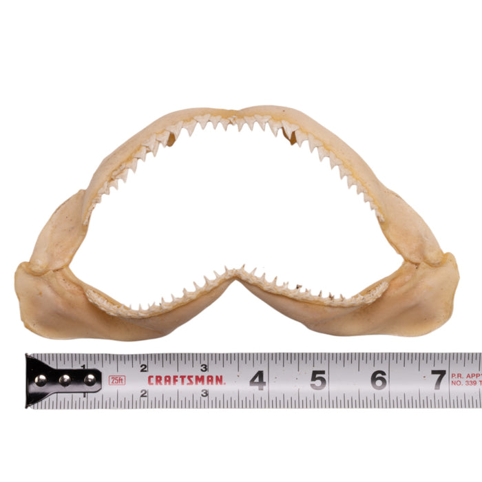 Real Silky Shark Jaw (7")