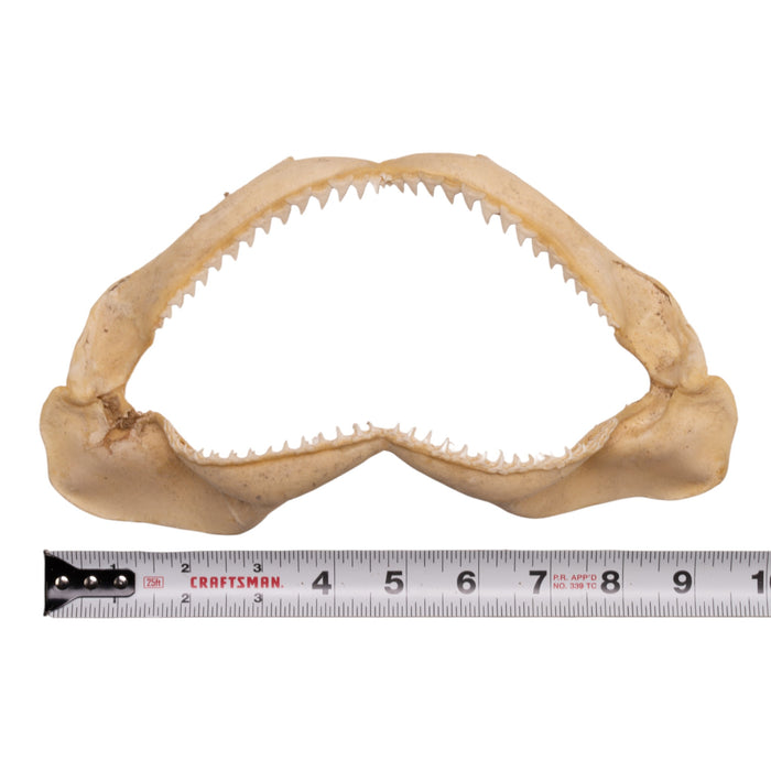 Real Silky Shark Jaw (9")