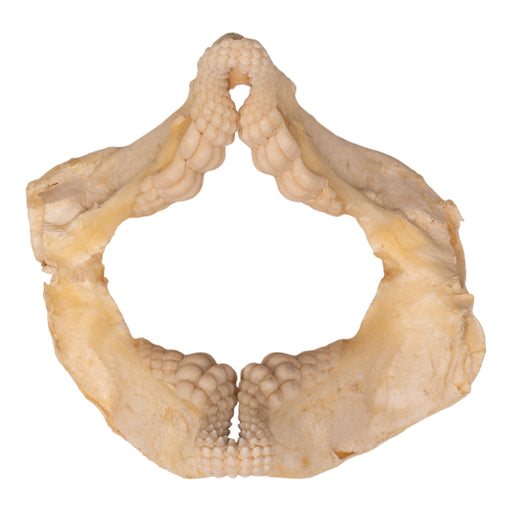 Real Port Jackson Shark Jaw (4")