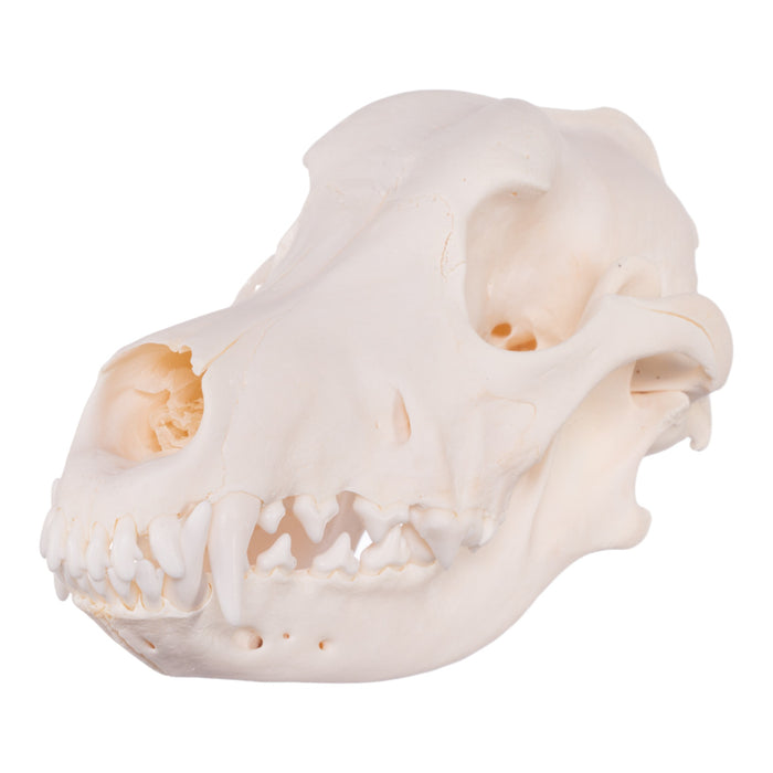 Real Domestic Dog Skull - Goldendoodle