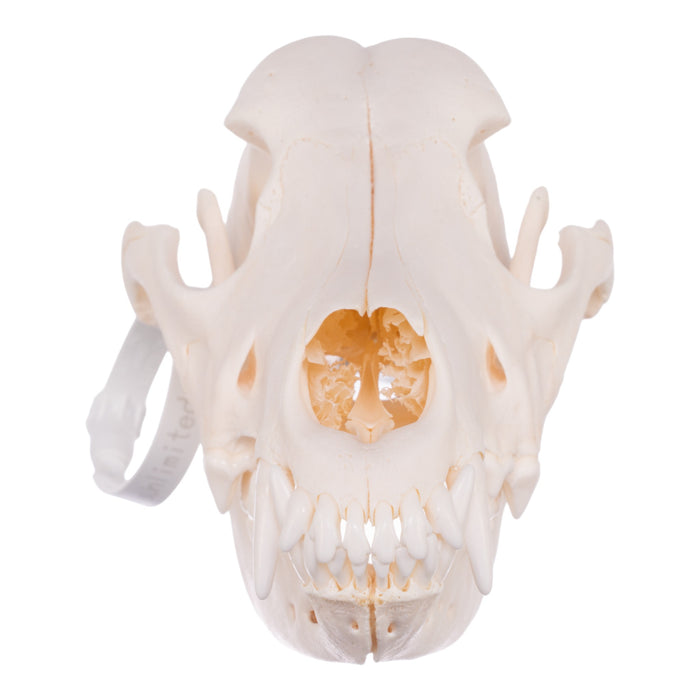 Real Domestic Dog Skull - Goldendoodle