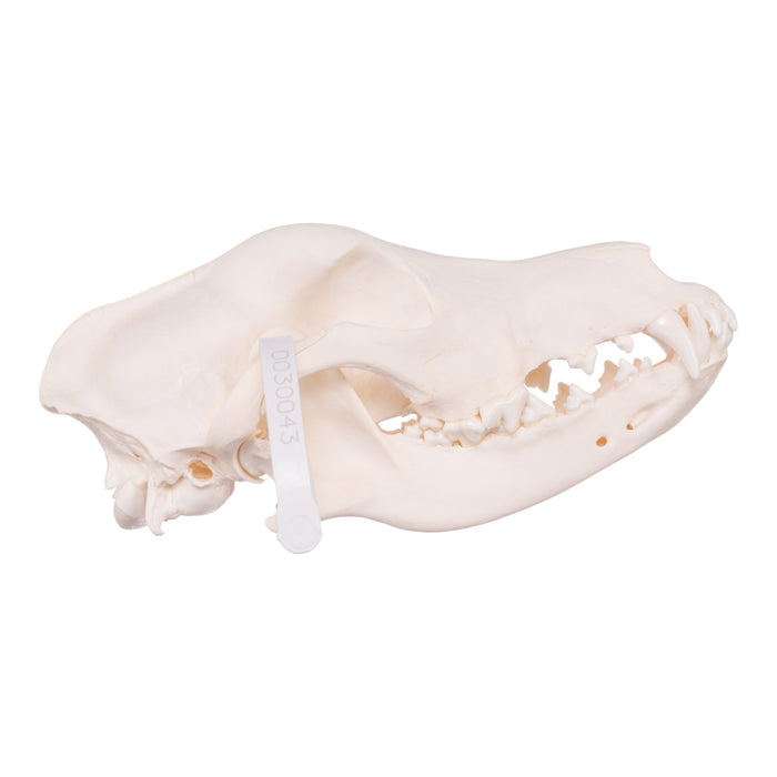 Real Domestic Dog Skull - Goldendoodle