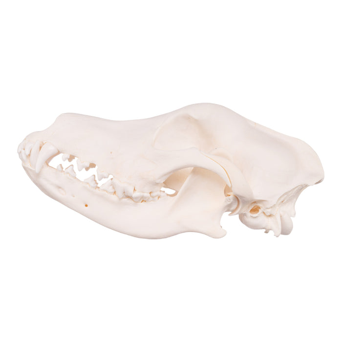 Real Domestic Dog Skull - Goldendoodle