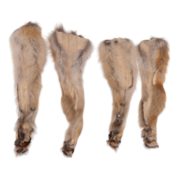 Real Coyote Foot - Single