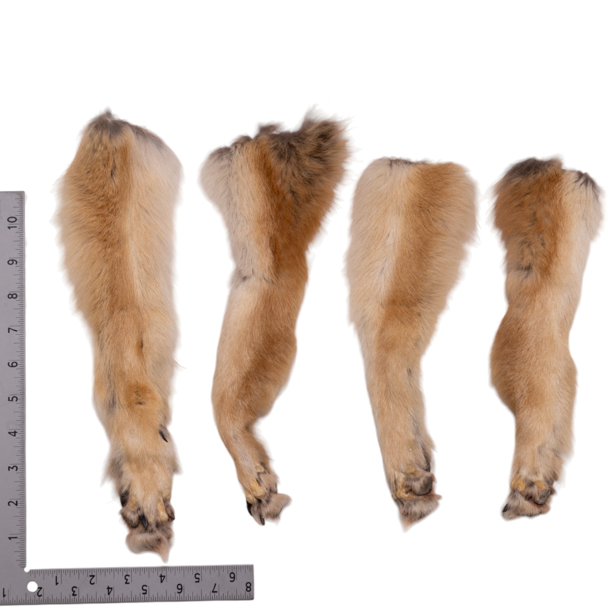 Real Coyote Foot - Single