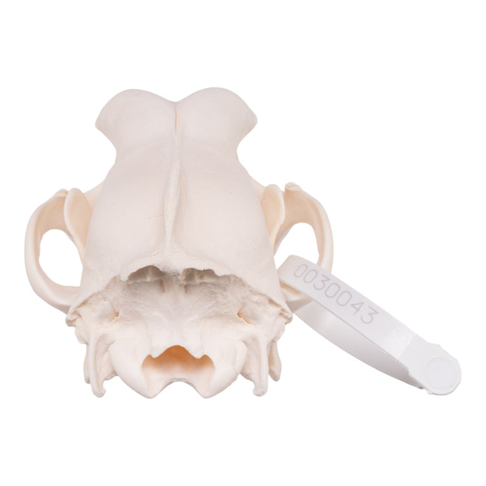 Real Domestic Dog Skull - Goldendoodle