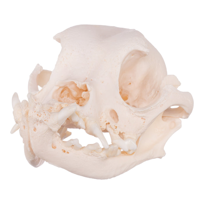 Real Domestic Dog Skull - English Bulldog (Periodontal)