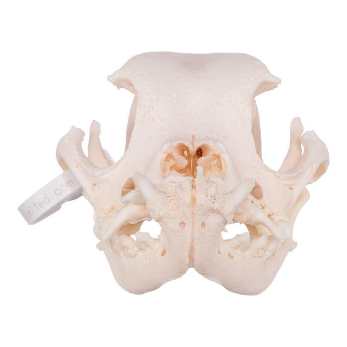 Real Domestic Dog Skull - English Bulldog (Periodontal)