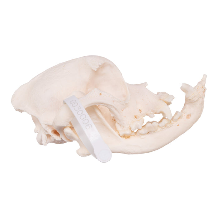 Real Domestic Dog Skull - English Bulldog (Periodontal)