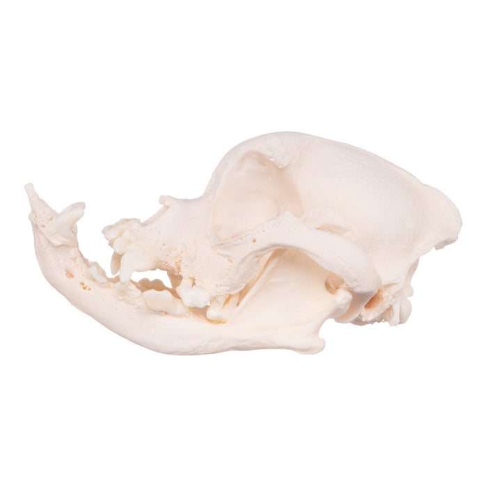 Real Domestic Dog Skull - English Bulldog (Periodontal)