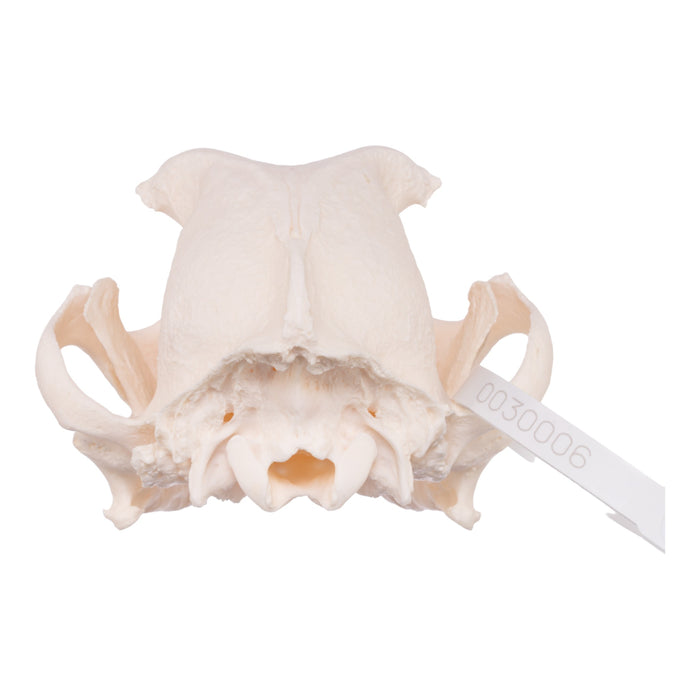 Real Domestic Dog Skull - English Bulldog (Periodontal)