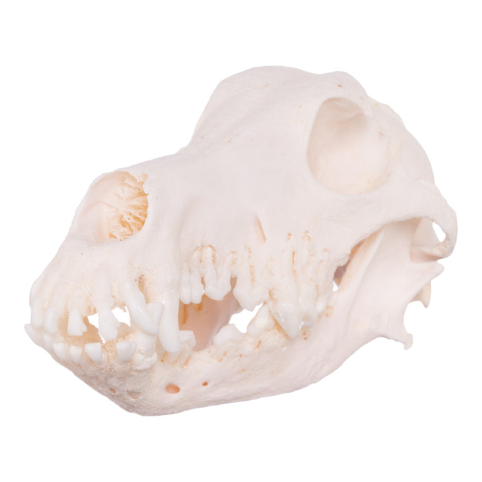 Real Domestic Dog Skull - Shetland Sheepdog (Periodontal)