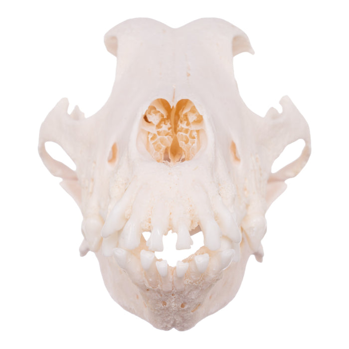 Real Domestic Dog Skull - Shetland Sheepdog (Periodontal)