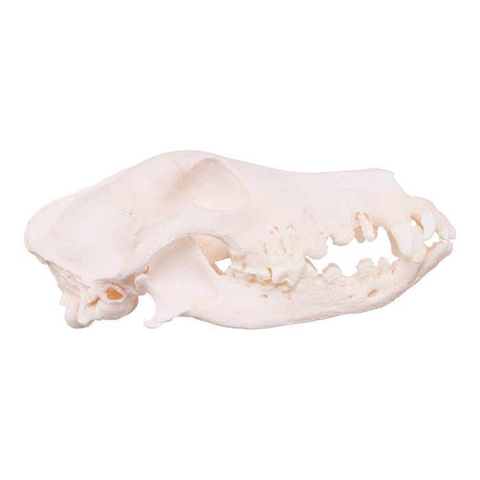 Real Domestic Dog Skull - Shetland Sheepdog (Periodontal)