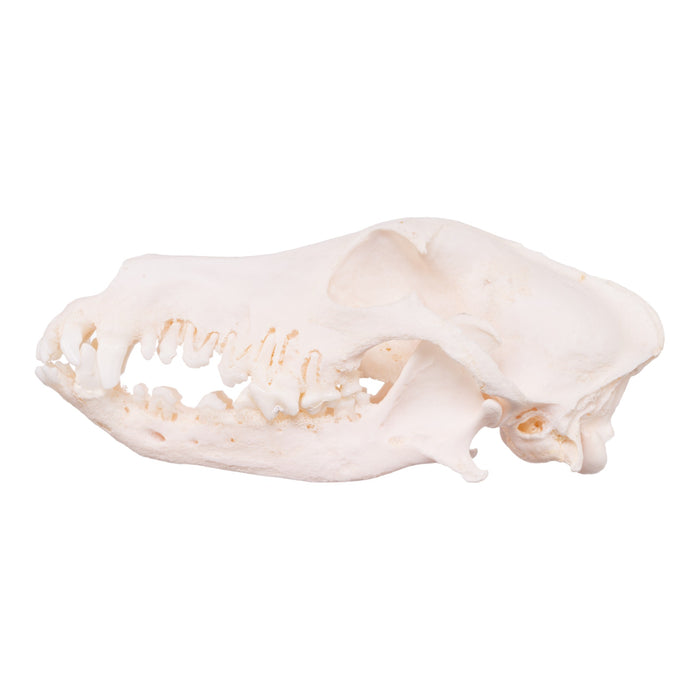 Real Domestic Dog Skull - Shetland Sheepdog (Periodontal)