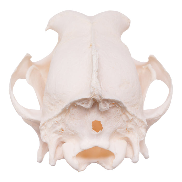 Real Domestic Dog Skull - Shetland Sheepdog (Periodontal)