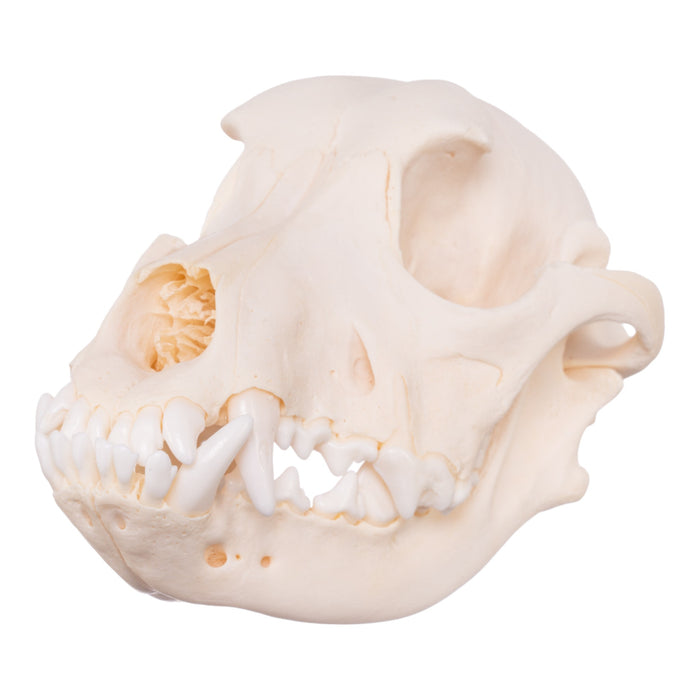 Real Adolescent Domestic Dog Skull - Underbite