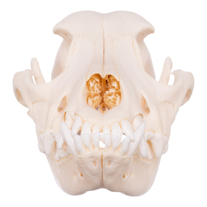 Real Adolescent Domestic Dog Skull - Underbite