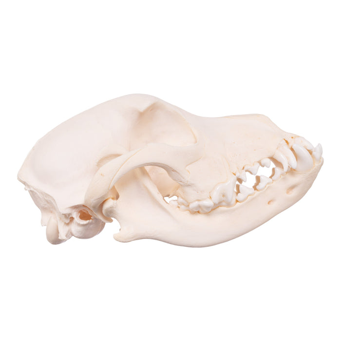 Real Adolescent Domestic Dog Skull - Underbite