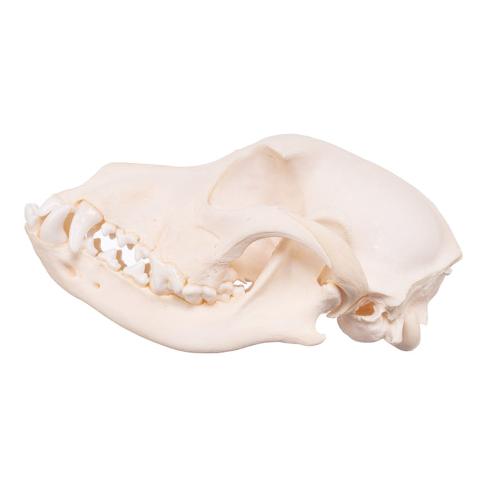 Real Adolescent Domestic Dog Skull - Underbite