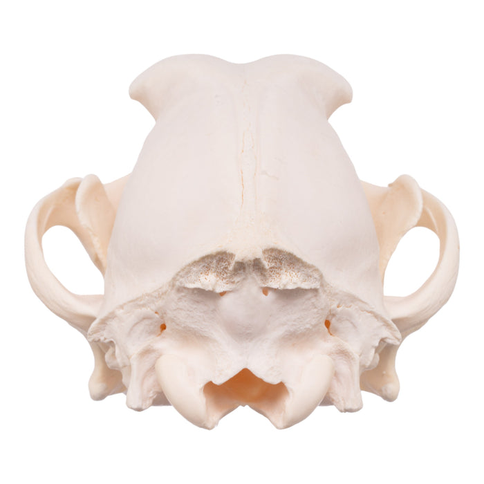 Real Adolescent Domestic Dog Skull - Underbite