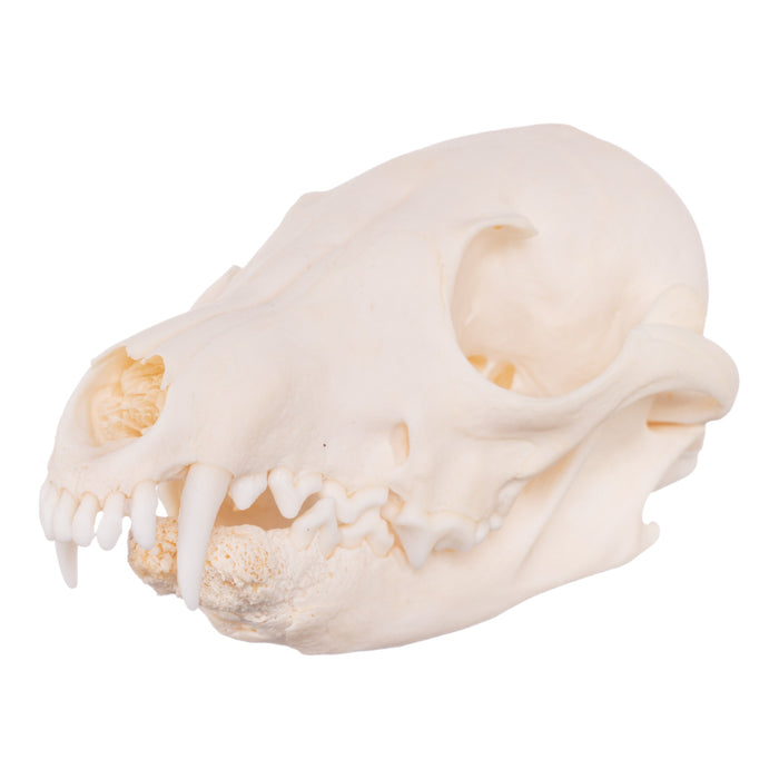 Real Red Fox Skull - Pathology