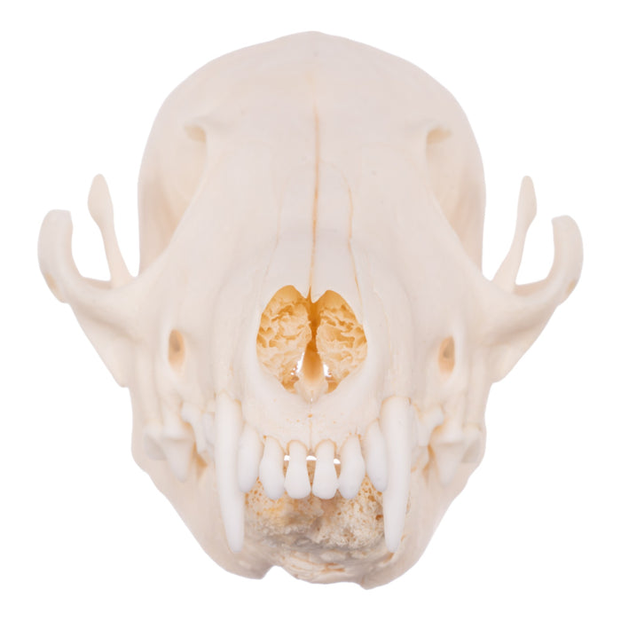 Real Red Fox Skull - Pathology