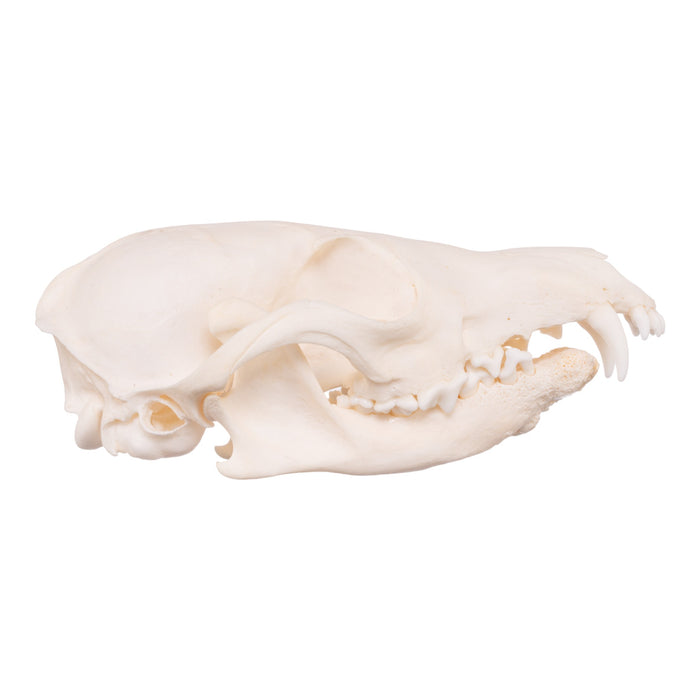 Real Red Fox Skull - Pathology