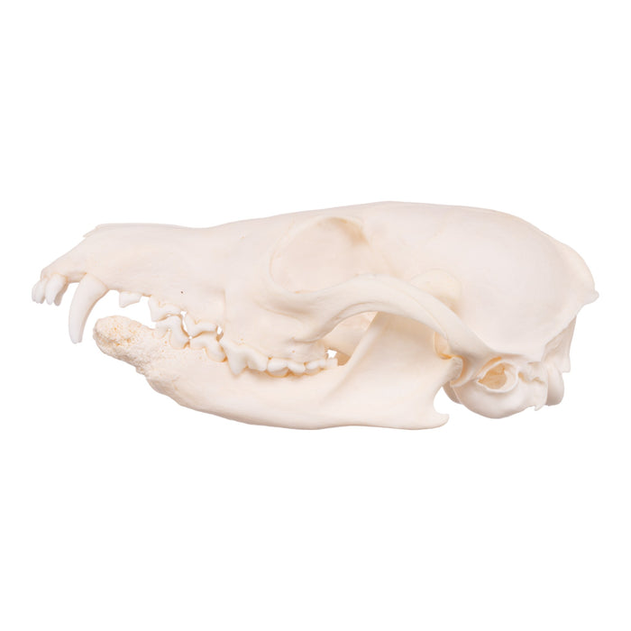 Real Red Fox Skull - Pathology