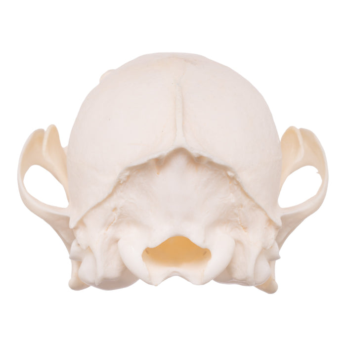 Real Red Fox Skull - Pathology