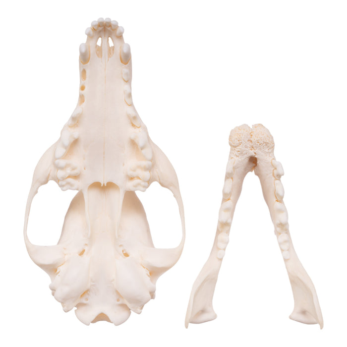 Real Red Fox Skull - Pathology