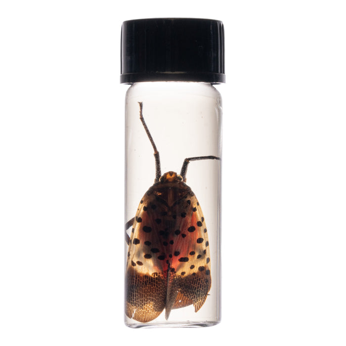 Real Spotted Lanternfly Wet Specimen