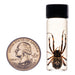 Real Orb Weaver Spider Wet Specimen