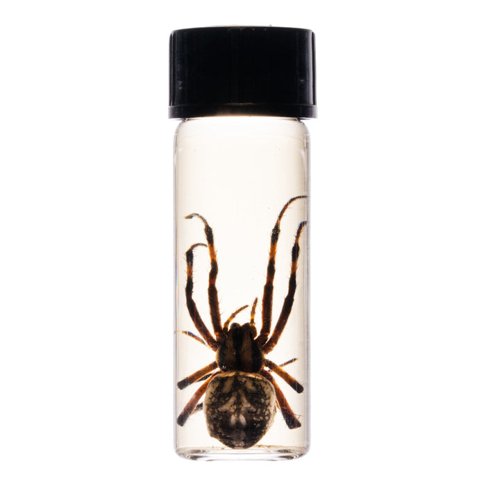 Real Orb Weaver Spider Wet Specimen