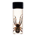 Real Orb Weaver Spider Wet Specimen