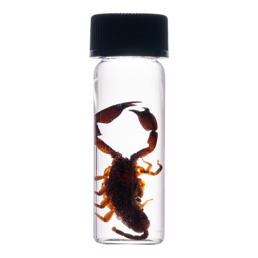 Real Thailand Scorpion Wet Specimen