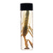 Real Praying Mantis Wet Specimen