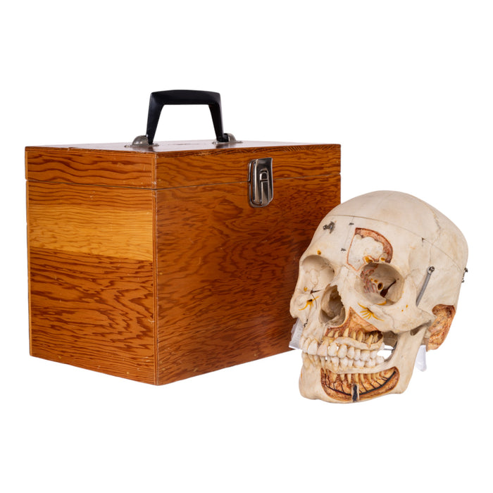 Real Human Dissected Skull with Carrying Case