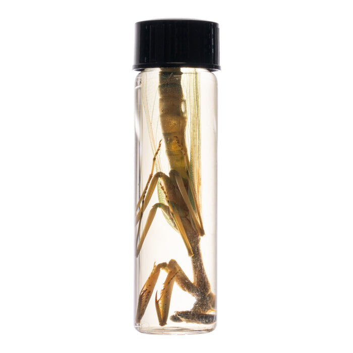 Real Praying Mantis Wet Specimen